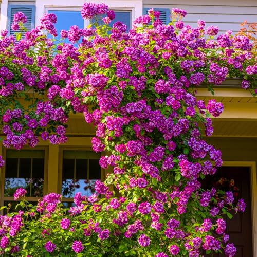 Climbing Roses Live Plants, Rose Bushes Ready to Planting, No Pot, Cut Back, Well Rooted, 6-8 Months Old (Deep Purple Lavender Striped)