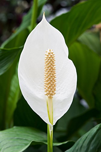 Peace Lily - 5 Live Plants in 6 Inch Pots - Spathiphyllum - Air Cleaning Indoor Houseplant