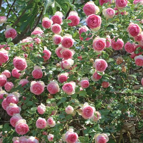 Eden Climbing Rose, 1.5 Gal Potted Live Plant, Reblooming Pink Flowers, Own Root, 12 ft Climber, Zones 5-9, Stargazer Perennials