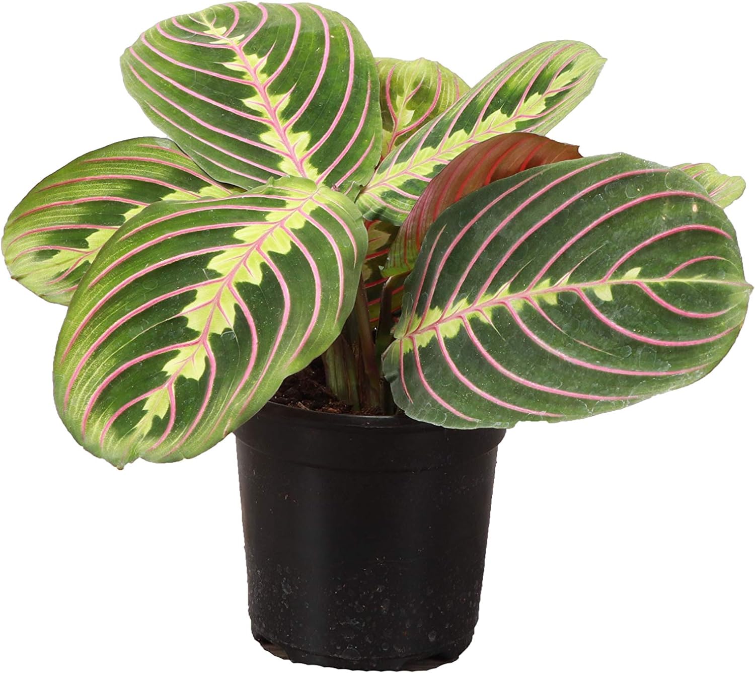 Thorsen's Greenhouse Red Maranta, Live Indoor Plant, Prayer Plant, Plastic Nursery Pot, 4