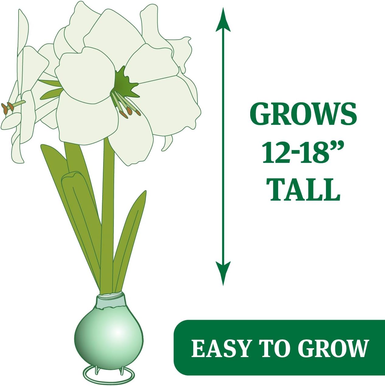 Red Base Waxed Amaryllis Flower Bulb with Stand, No Water Needed