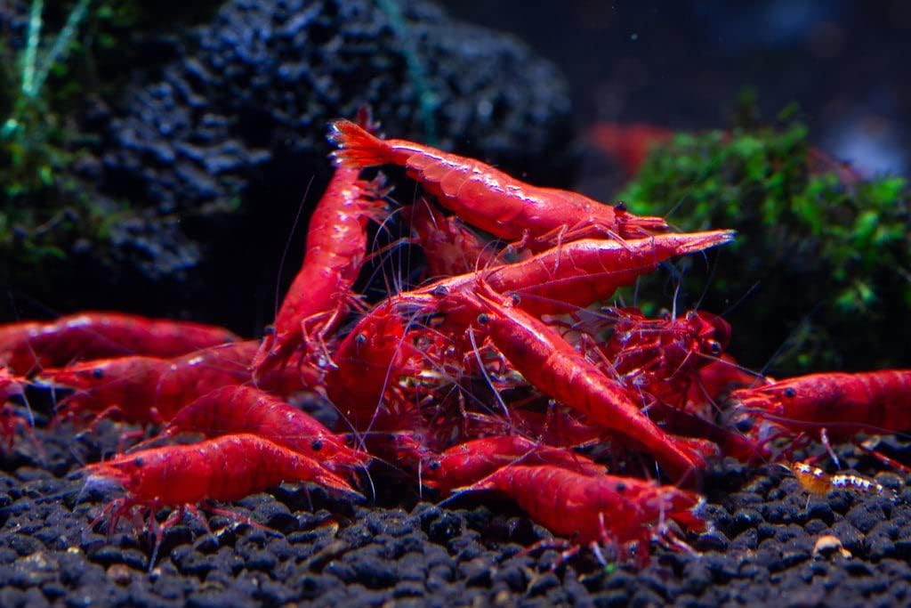 10 Red Cherry Shrimp HIGH Grade Neocaridina Freshwater Aquarium Shrimps 1/4 to 1/2 inch Long Live Arrival Guarantee