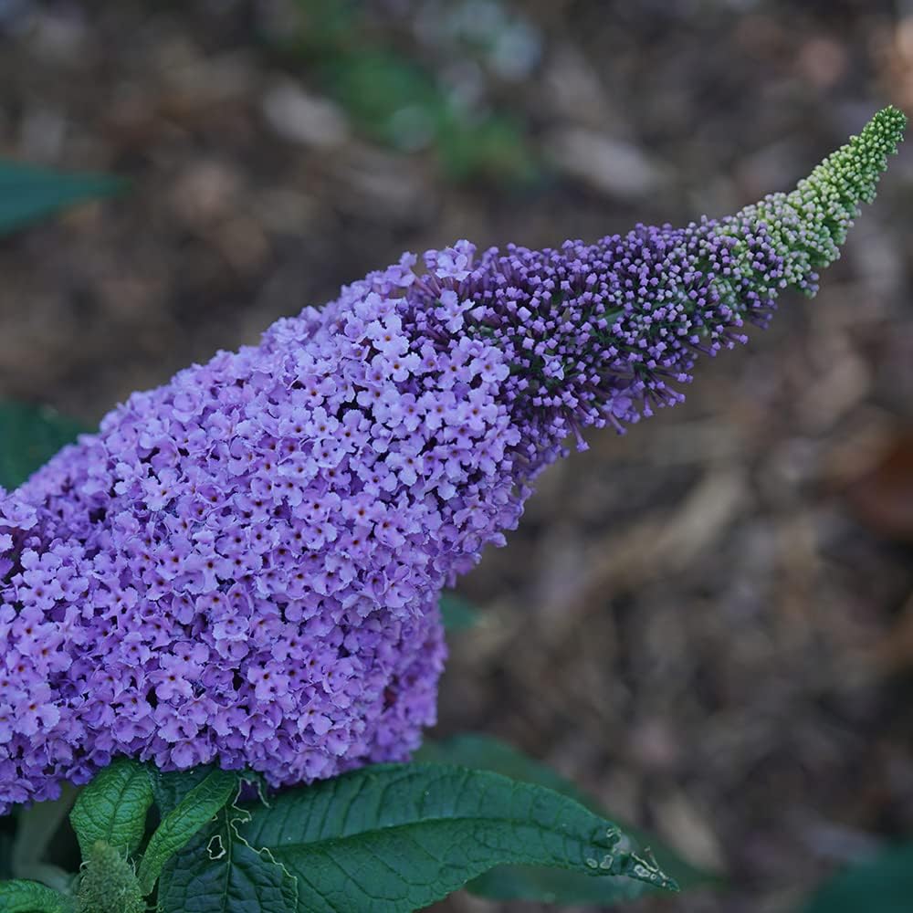 Blooming & Beautiful - Pugster Amethyst Butterfly Bush - 3 gal - Proven Winners - Deciduous Shrub - Light Purple-Amethyst Cone Flowers - Zones 5-9 - Buddleia x ‘SMNBDL’ PP30236-3 Gallon Pot