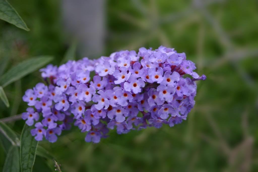 50 Violet Purple Butterfly Bush Buddleia Davidii Flower Shrub Seeds