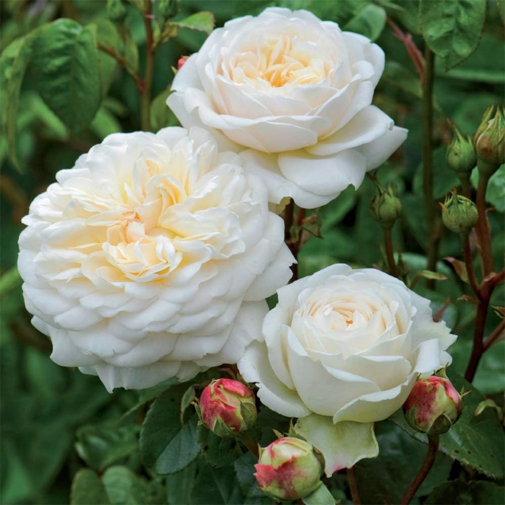 Heirloom Roses David Austin Rose Plant - Tranquillity® White Rose Bush, Live Plant for Planting Outdoors
