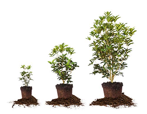 PERFECT PLANTS Tea Olive Live Plant, 3 Gallon, Green