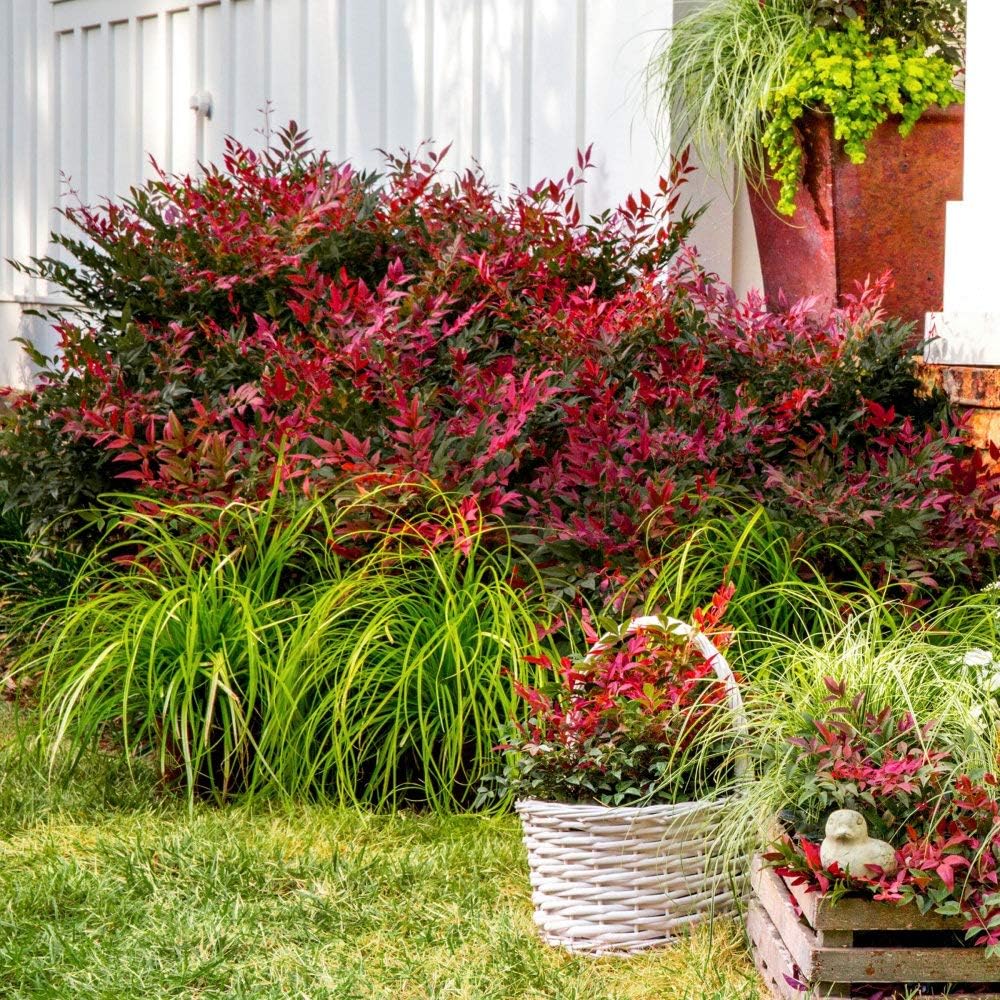 National Plant Network Nandina Southern Flirt' -1 Piece Live Plant, Green-Red-Orange-Gold Foliage