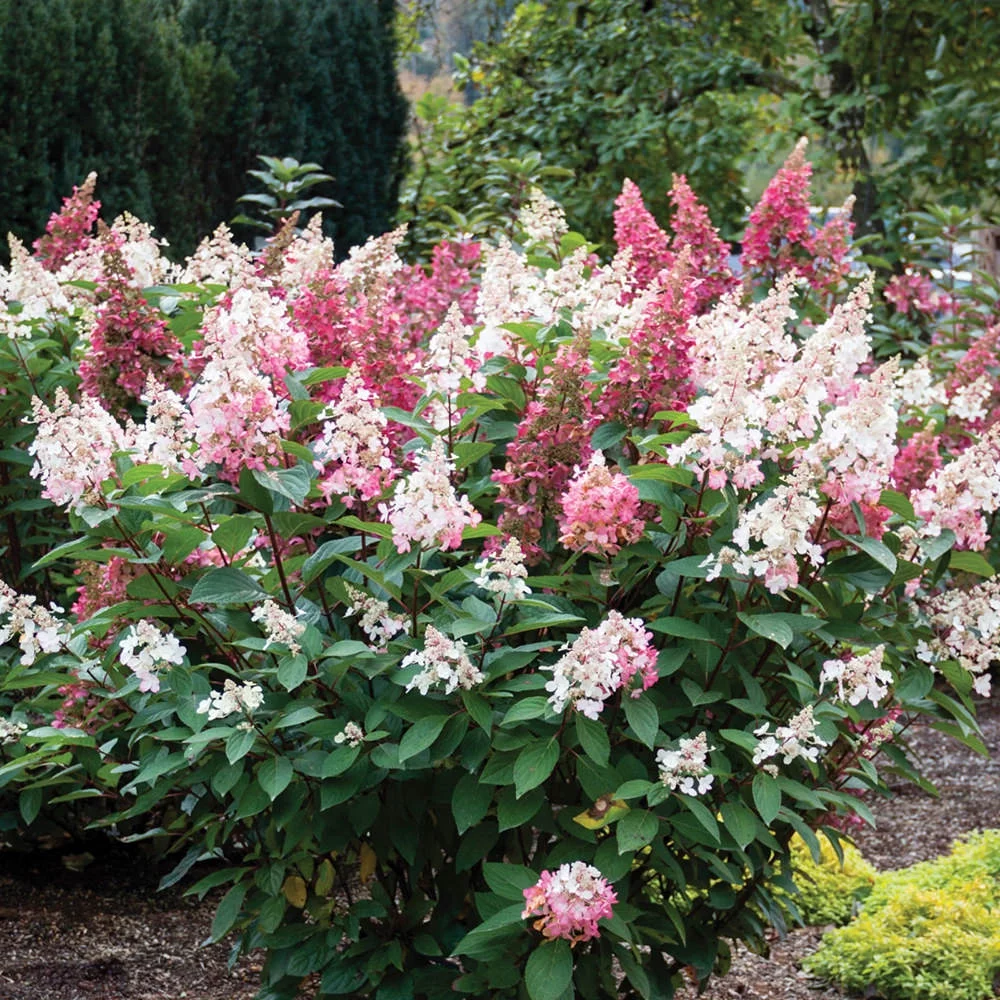 Jumbo Pint Candelabra Hardy Hydrangea (Paniculata) Live Shrub, Creamy White and Red Flowers