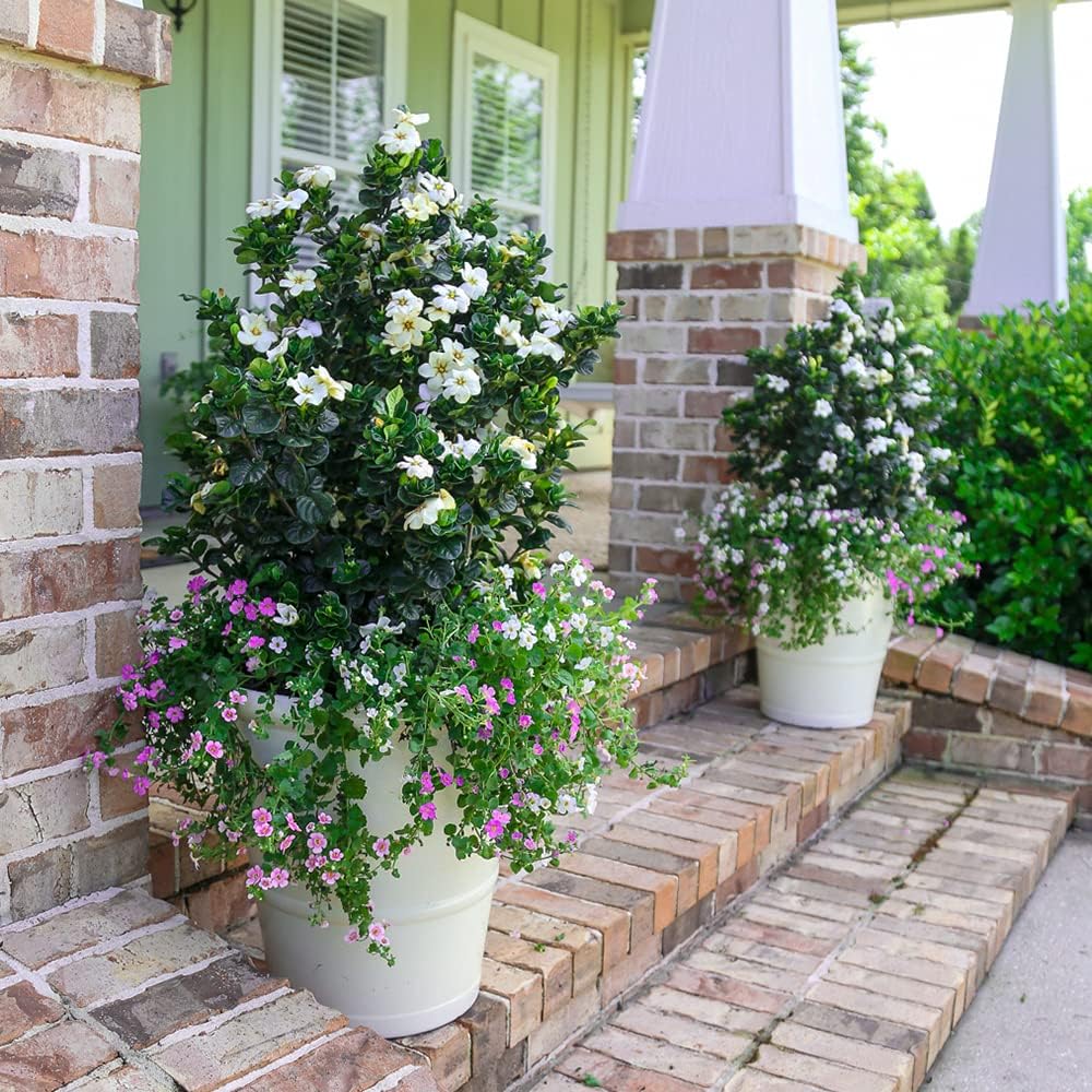 Southern Living Plant Collection 2.5 Quart - Diamond Spire Gardenia, White