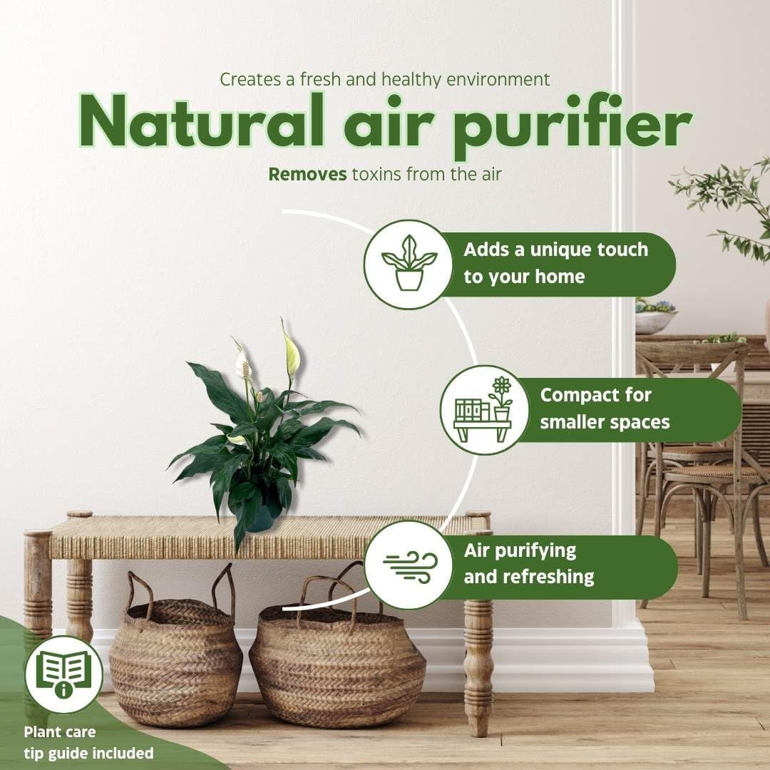 BubbleBlooms Peace Lily in a 4 inch Pot Spathiphyllum Wallisii, White Sails, Spathe Flower