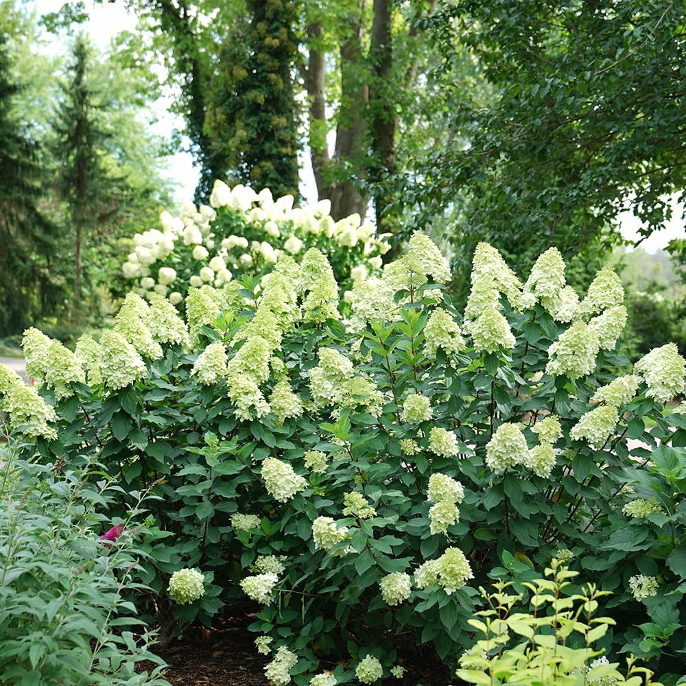 Blooming & Beautiful - Limelight Prime Panicle Hydrangea - 3 Gal - Proven Winners - Green White Cone-Shaped Blooms - Zones 3-8 - Hydrangea paniculata 'SMNHPPH' USPP - 3 Gallon Pot