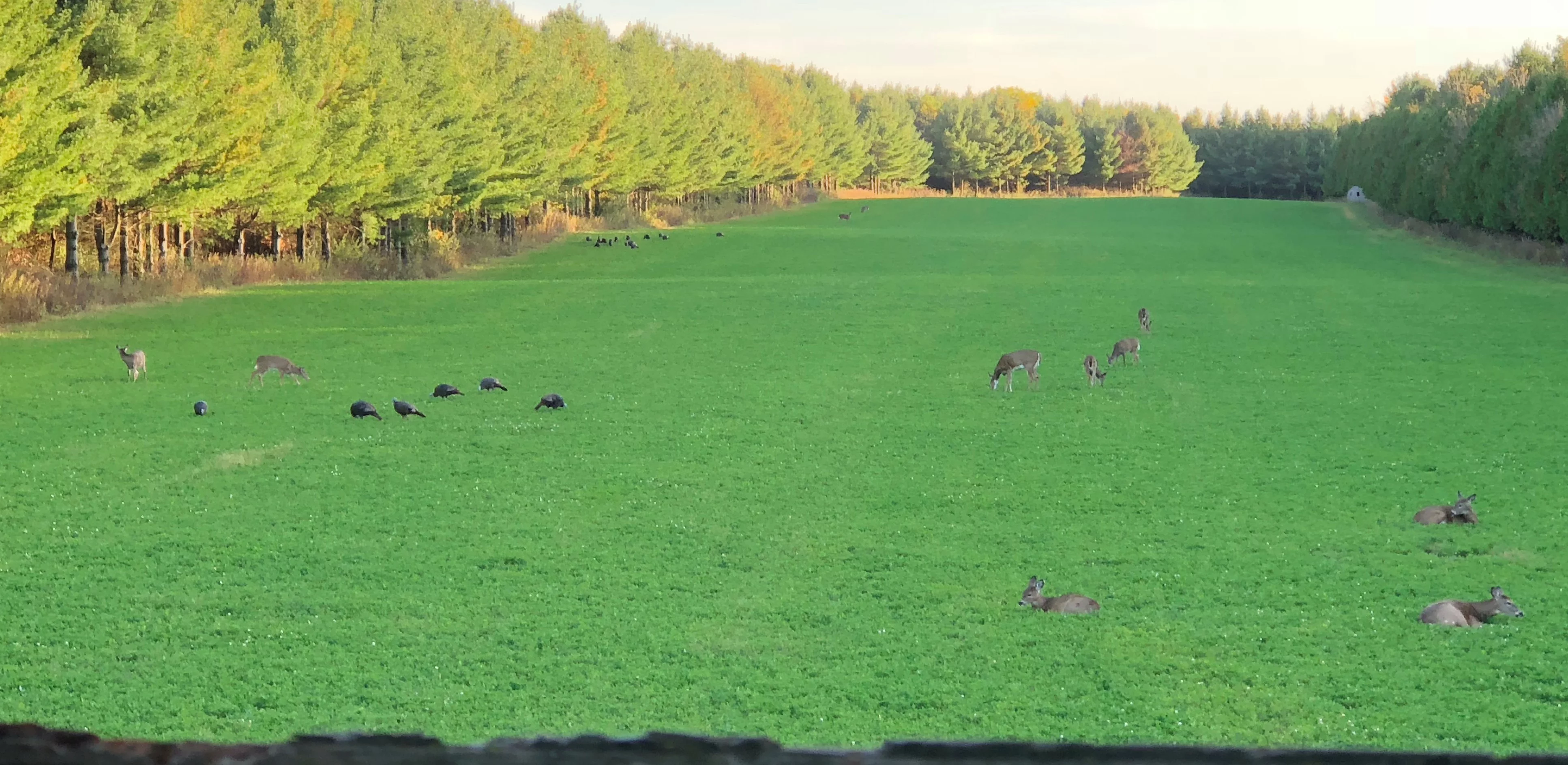 Evolved Harvest Mega Plot Hunter Series Wild Game Food Plot Seed, High Protein