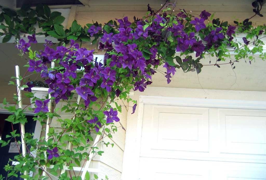 Clematis Polish Spirit Vine - Rich Purple - Blue - 2.5