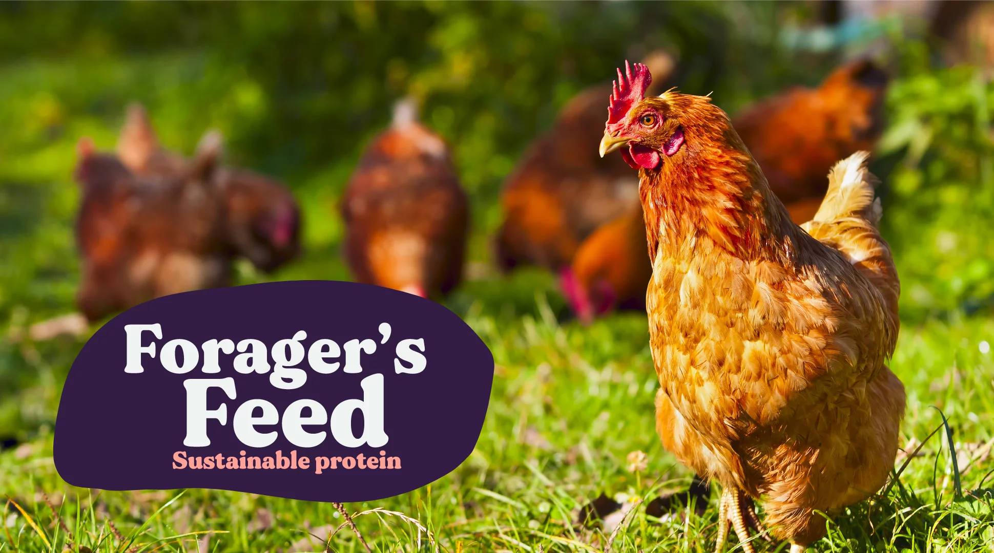 Whole Dried Black Soldier Fly Larvae Bag (BSFL) 15 Lbs.