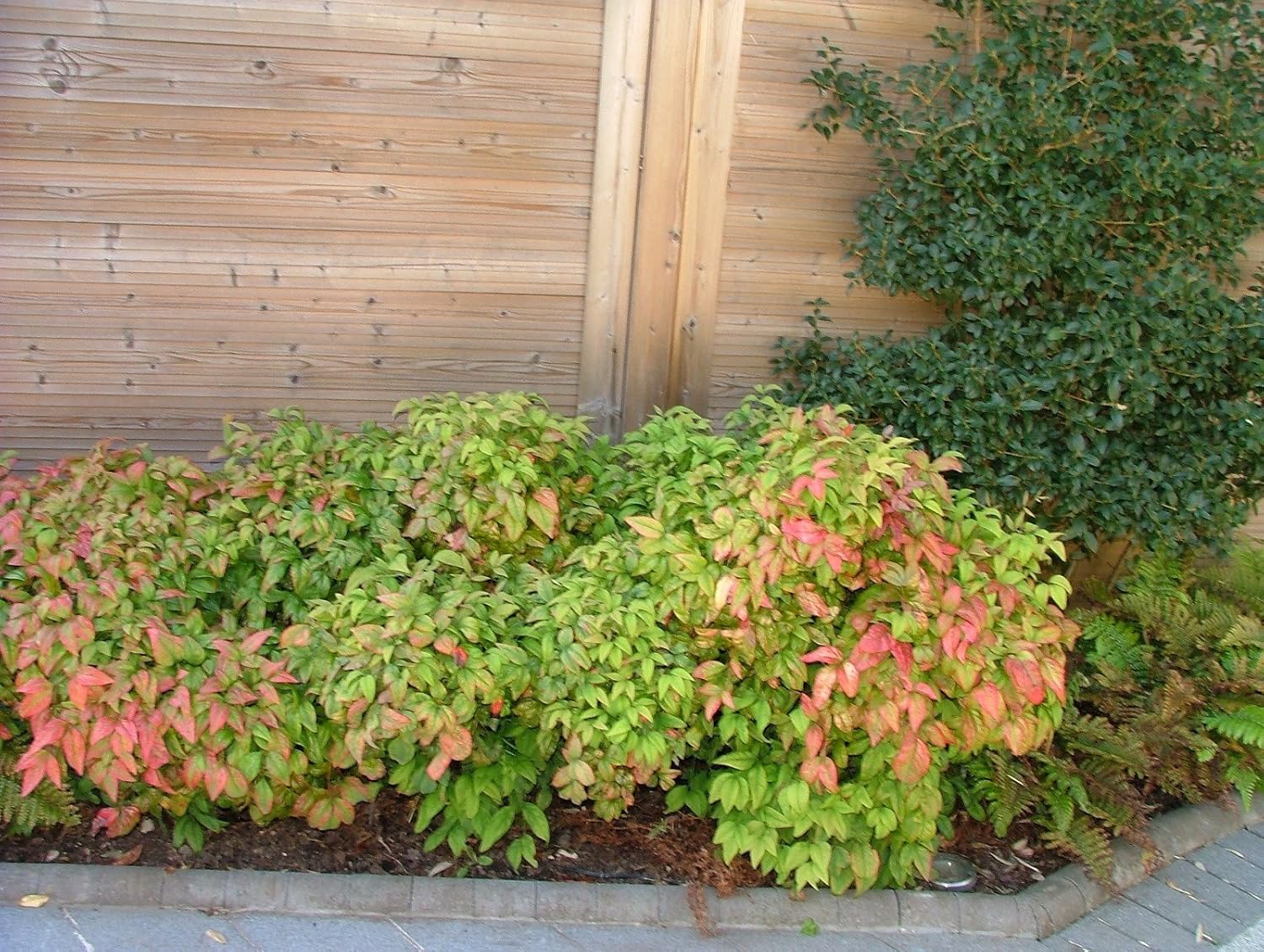 Firepower Nandina Heavenly Bamboo - Live Plant - (1 QT)