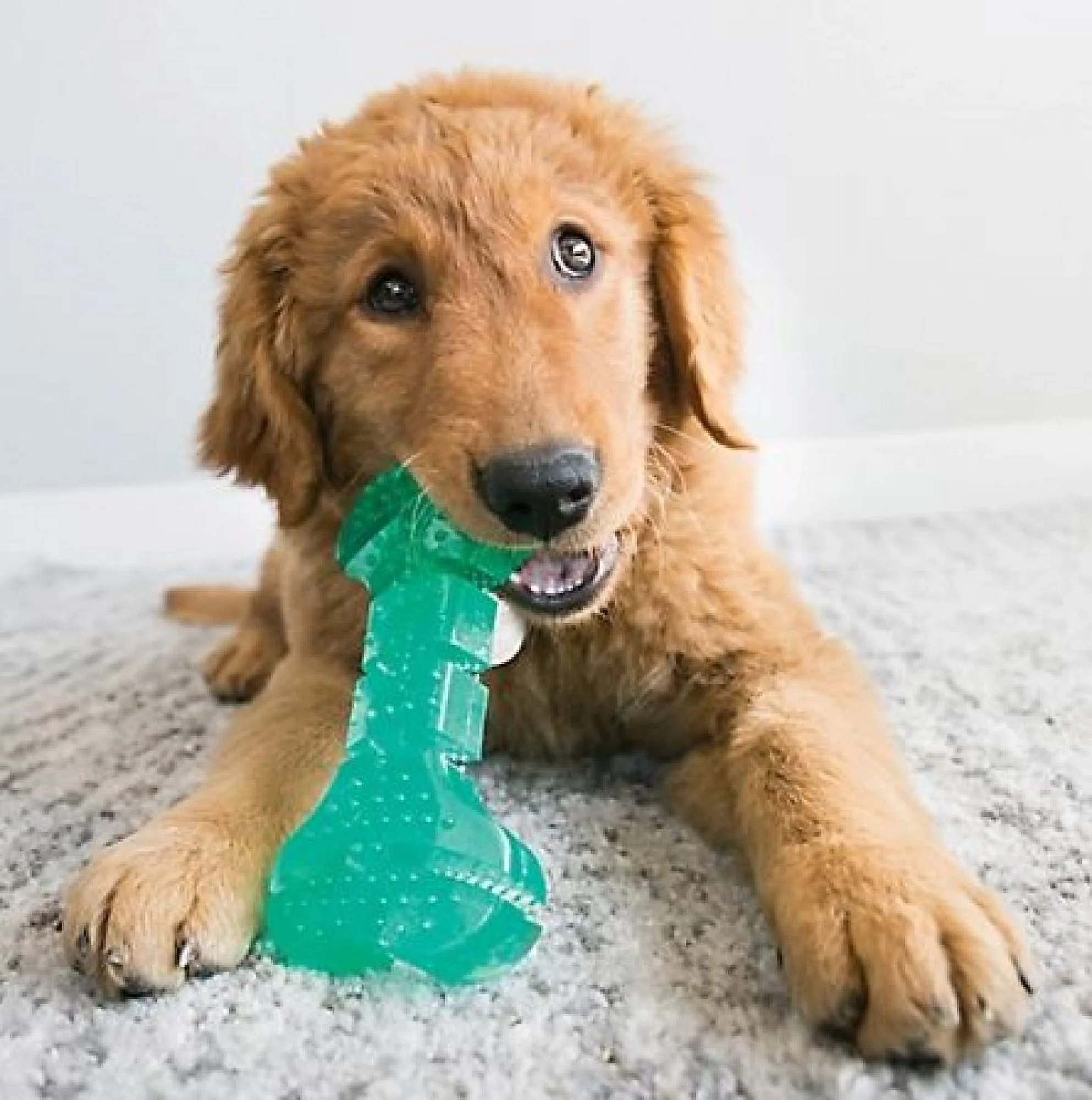 Kong Squeezz Dental Bone Dog Toy Medium - 1 Count