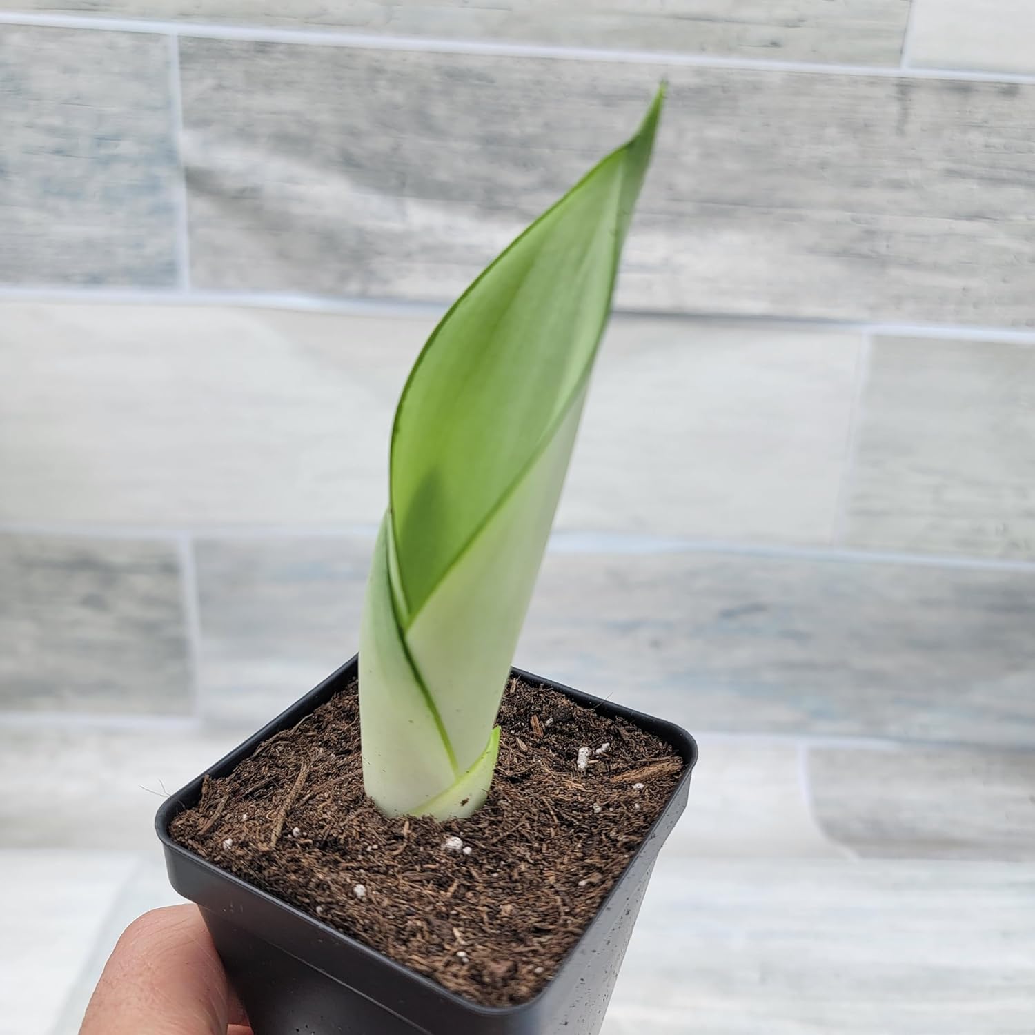 Moonshine Sansevieria 3 inch Pot Air Purifying Snake Live House Plant