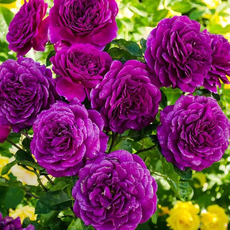 Purple Climbing Rose Live Plant, Fragrant Climber Rose for Garden, Hybrid Tea Roses Bushes, Establish Root, Cut Back