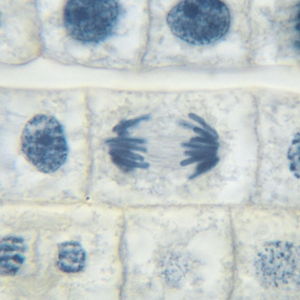 Beginner's Biology Microscope Slide Set