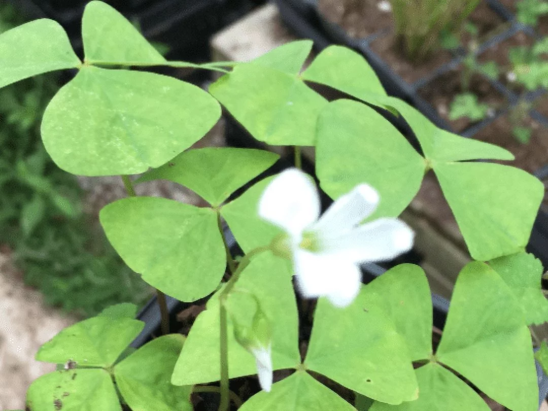 2 Shamrock Plants - Easy Houseplant - Oxalis - 4