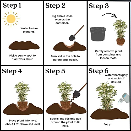2.25 Gal. Tea Olive Osmanthus