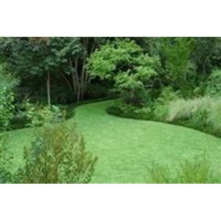 SeedRanch Kentucky 31 Tall Fescue Grass Seed - 20 lbs.