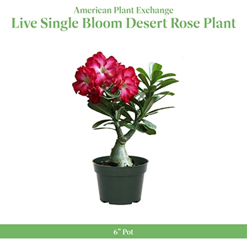American Plant Exchange Live Single Bloom Desert Rose Plant, Indoor Plant with Pink Flowers, Plant Pot for Home and Garden Decor, 5