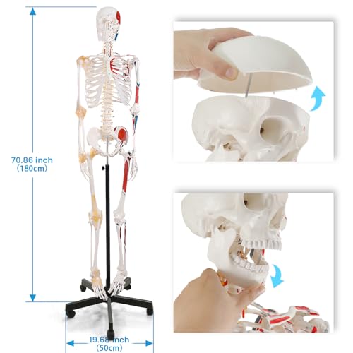 breesky Human Skeleton Model for Anatomy- Life Size Medical Human Skeleton Model with Nervous System 70.8 in with Rolling Stand for Medical Study and Display 3 Posters