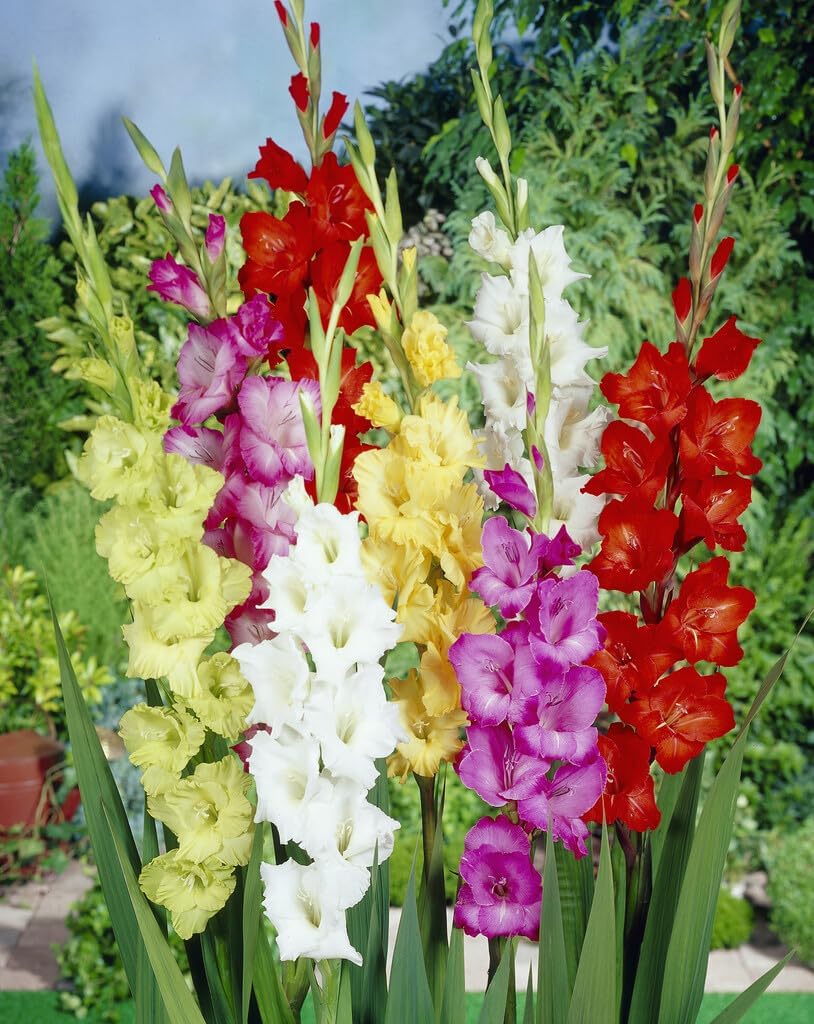 Mixed Gladiolus Flower Bulbs - 20 Bulbs Assorted Colors