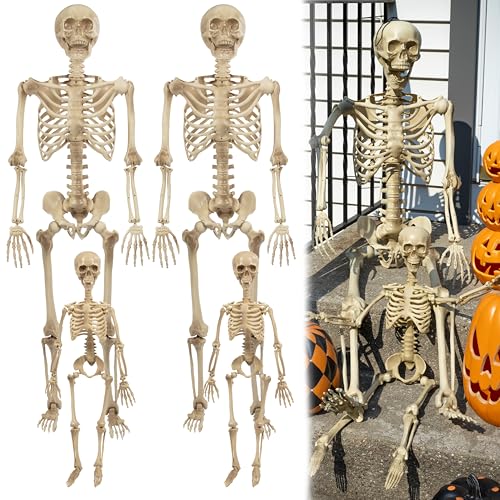 Posable Life Size Human Skeleton Family 4pk- 2 Adult (5'4