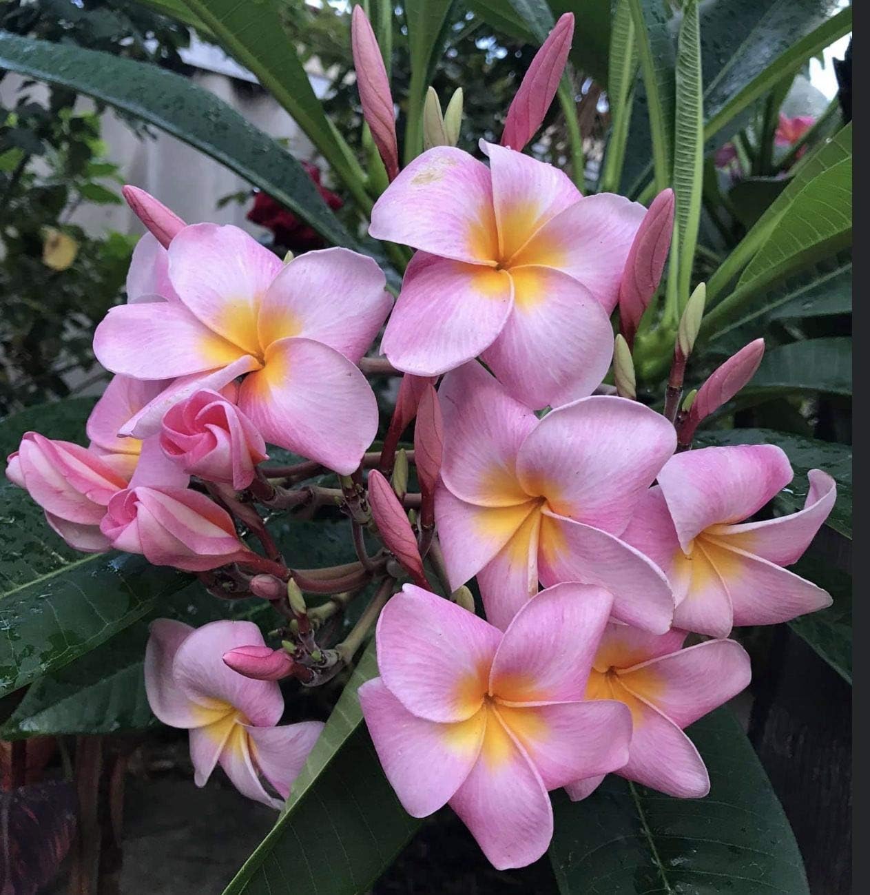 Hawaiian Rare Plumeria Frangipani Plant Planta Cuttings Red, White, Yellow, Pink - 10 Inch - Discount Hawaiian Gifts LQ4 (Pink)