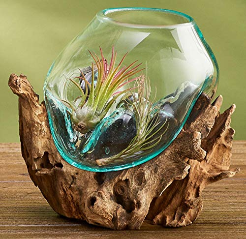 Hand Blown Molten Glass & Teak Wood Terrarium/Vase/Fish Bowl - Premium Quality (6