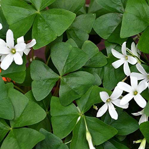 Easy to Grow Oxalis Triangularis 'Purple Shamrocks' Plant Bulbs (20 pack) - Dark Purple Foliage & Light Pink Flowering Blooms for Indoor or Outdoor Gardens