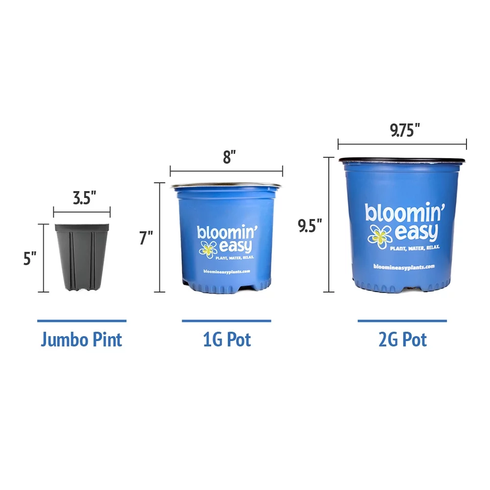 Jumbo Pint Candelabra Hardy Hydrangea (Paniculata) Live Shrub, Creamy White and Red Flowers