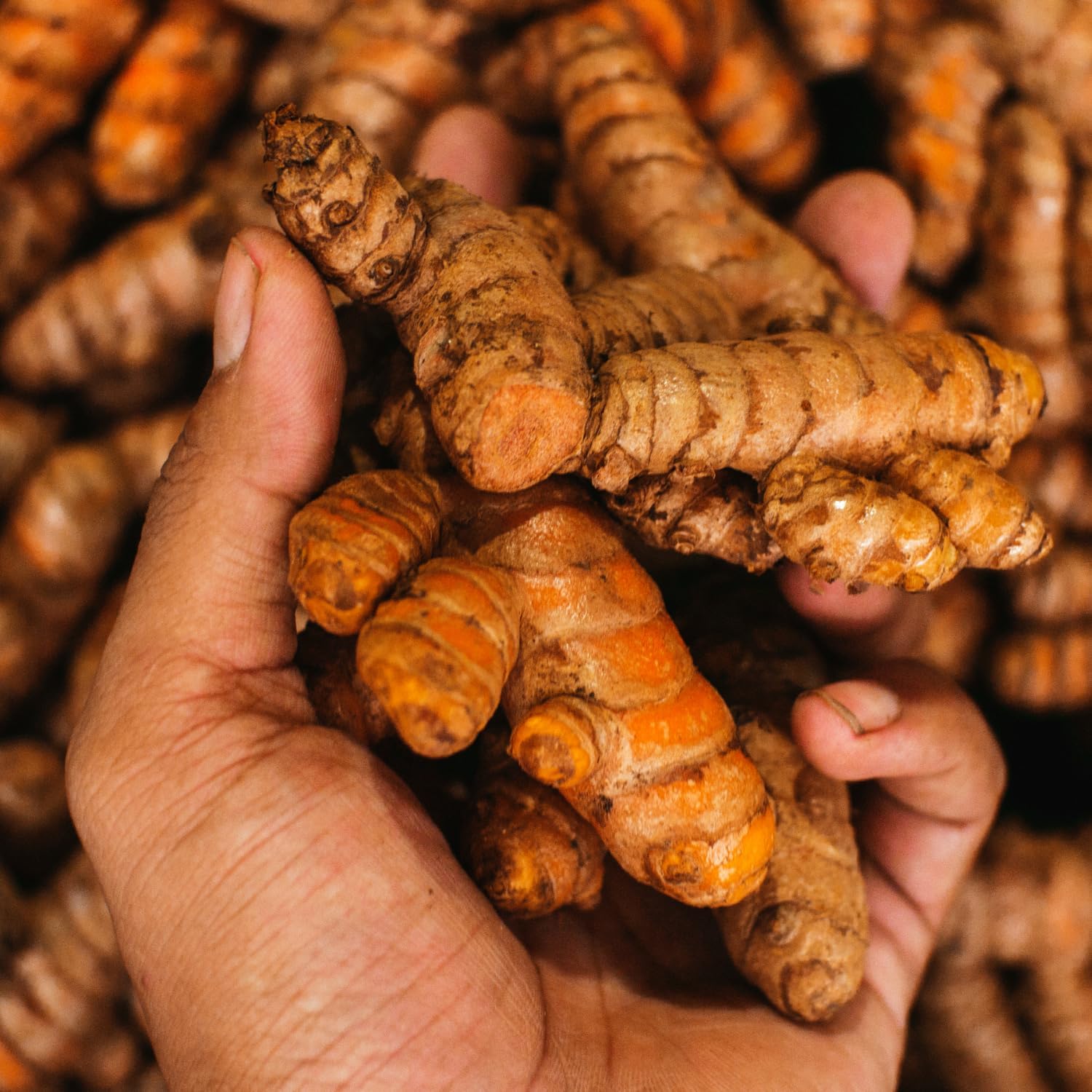 1 Lb Fresh Turmeric Roots Golden Turmeric Rhizomes for Planting, Raw Yellow Turmeric Curcuma Longa Ginger Bulbs, Live Turmeric Roots to Grow