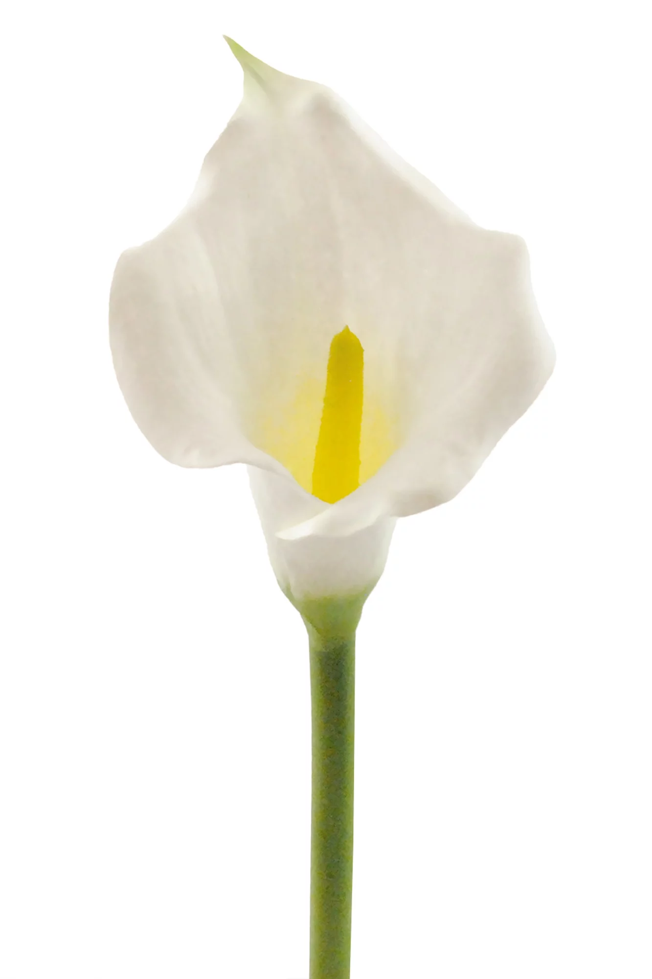 CC Home Furnishings Set of 3 White Artificial Long Stem Calla Lilies 26