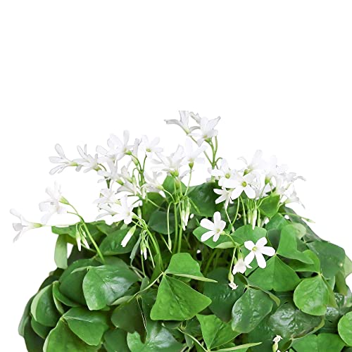 Easy to Grow Oxalis Triangularis 'Purple Shamrocks' Plant Bulbs (20 pack) - Dark Purple Foliage & Light Pink Flowering Blooms for Indoor or Outdoor Gardens