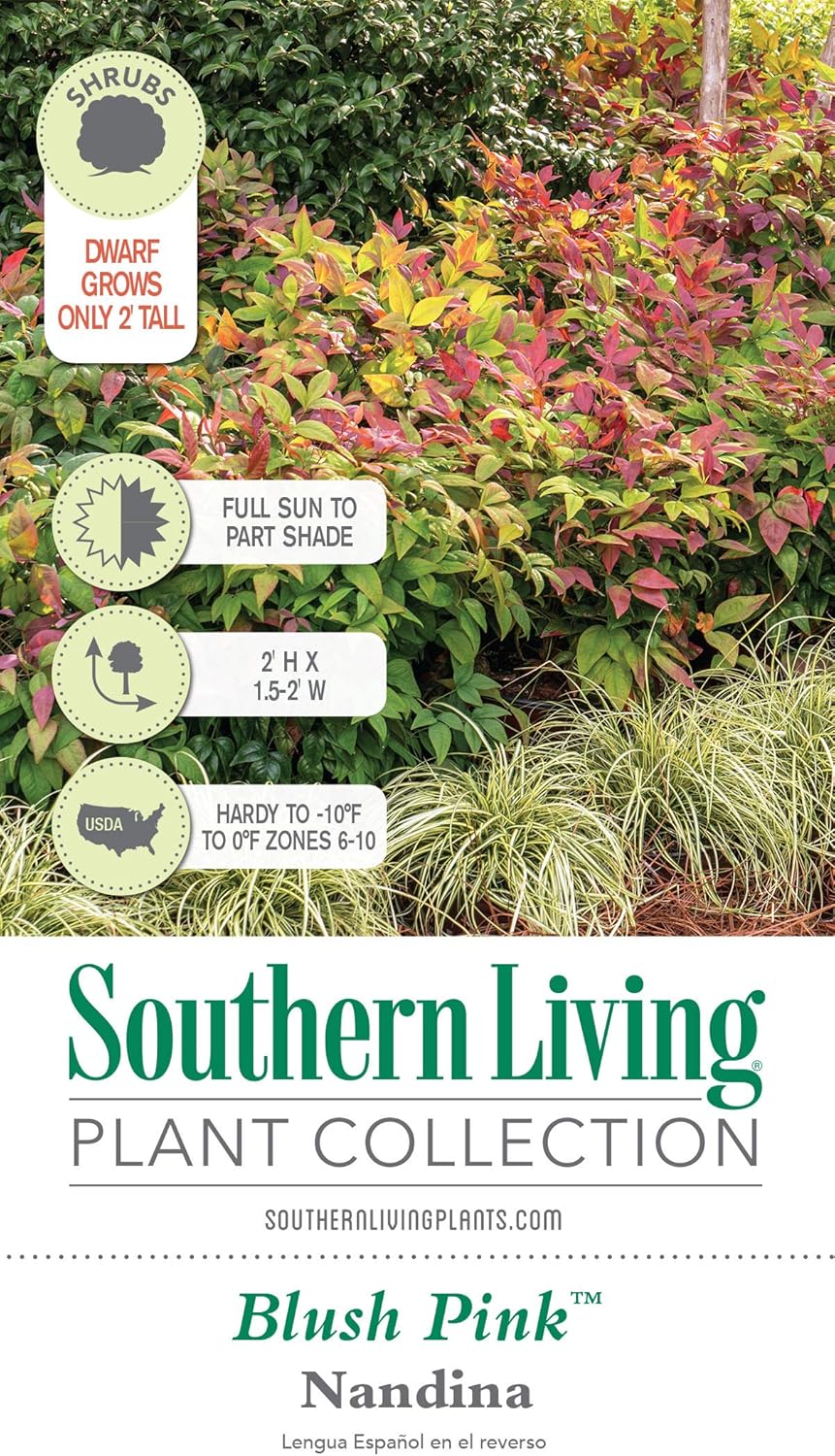 Blush Pink Nandina (2.5 Qt) - Southern Living Plant Collection - Evergeen Shrub with Rosy Hues - Full Sun Live Plant