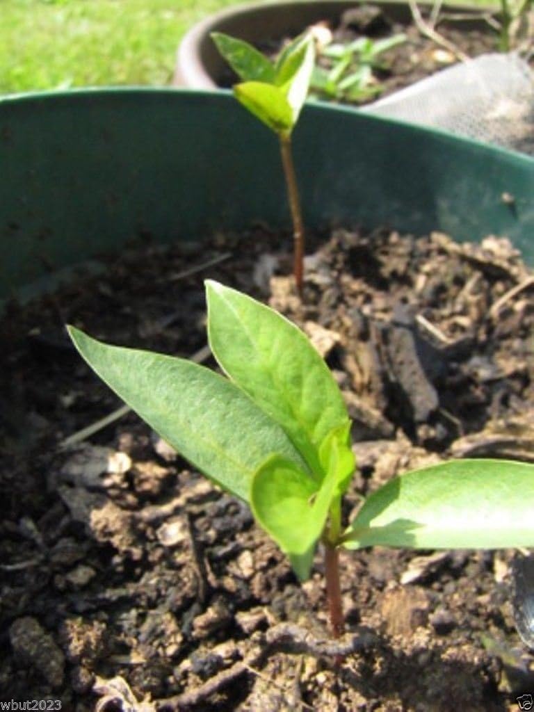 Japanese Persimmon,(25 Seed ) Asian Persimmons(Diospyros kaki-Fuyu) Tree Shrub