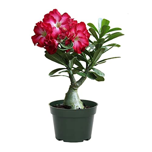 American Plant Exchange Live Single Bloom Desert Rose Plant, Indoor Plant with Pink Flowers, Plant Pot for Home and Garden Decor, 5