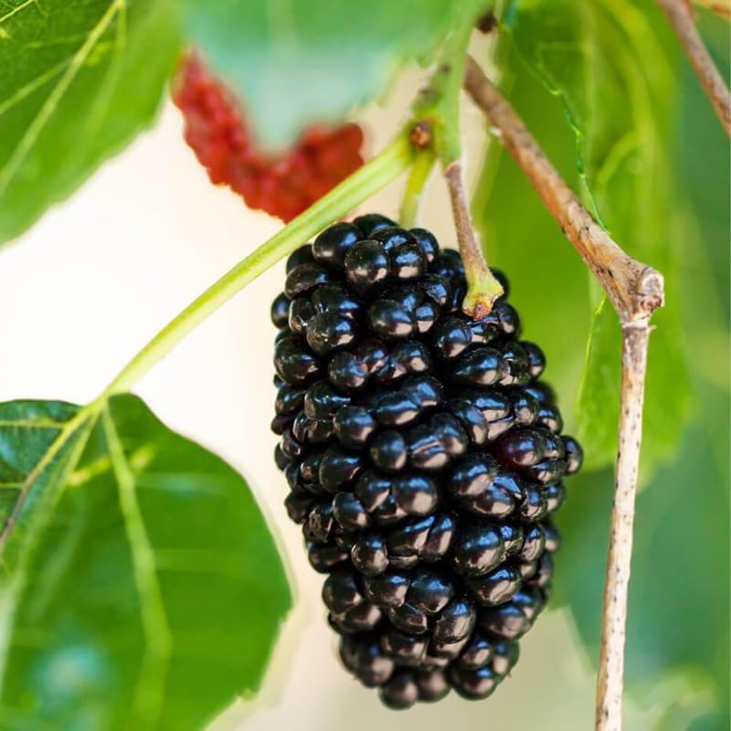 Dwarf Everbearing Mulberry Plant Live for Planting 5 to 8 Inch Tall, Sweet Mulberry Tree Live Plant, Dwarf Mulberries Fruit Seedling for Gardneing