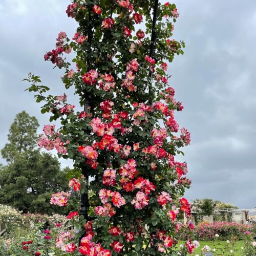 Starter Climbing Roses Live Plants, Rose Bushes Ready to Planting, No Pot, Cut Back, Well Rooted, 6-8 Months Old (Fourth of July)
