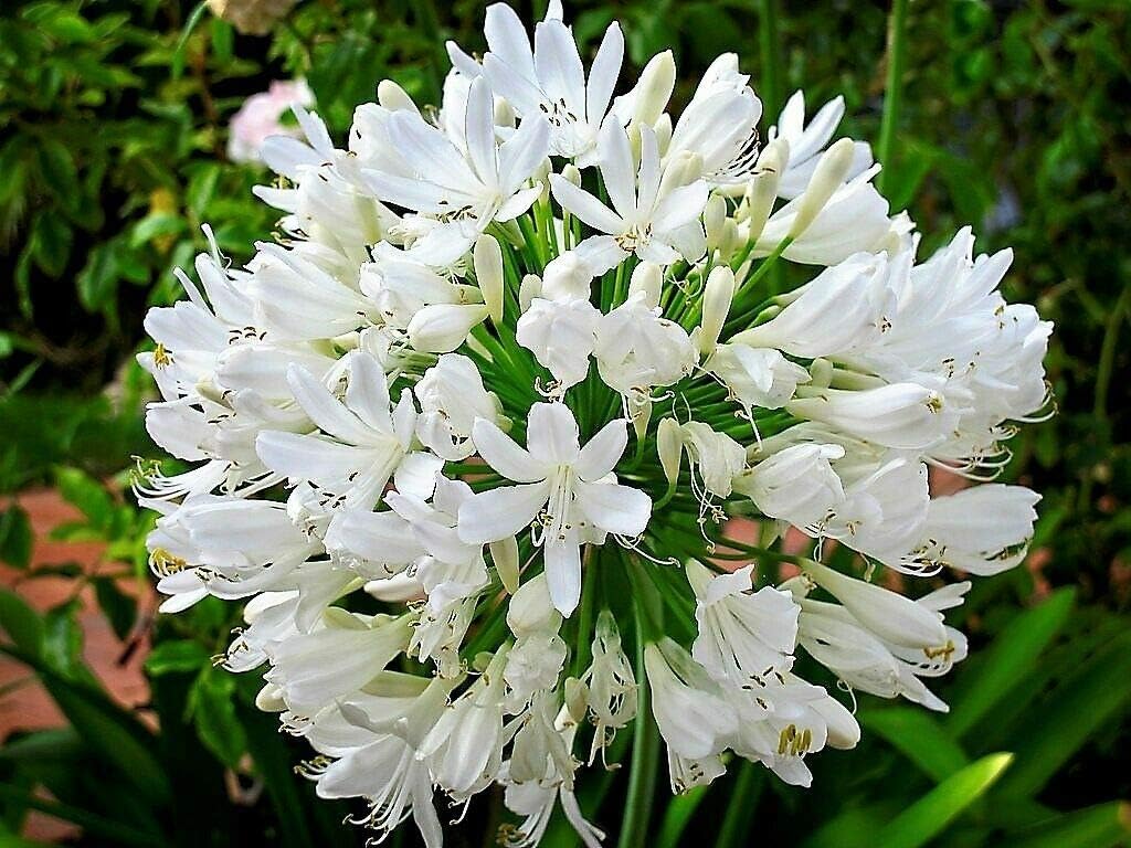 25 Seeds Agapanthus Orientalis White Lily of The Nile African Lily Flower #SDF02