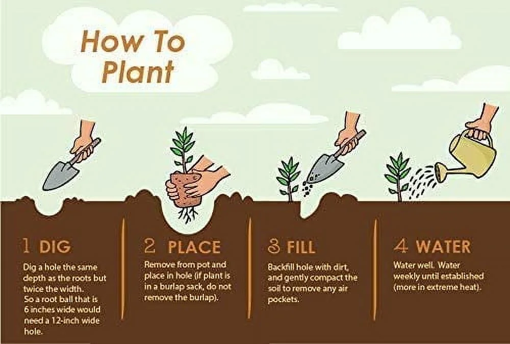Brighter Blooms - Vanilla Strawberry Hydrangea Tree, 5-6 ft. - No Shipping To AZ