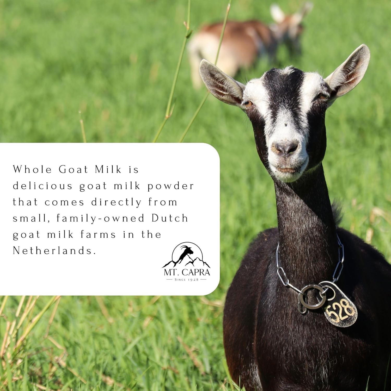 Whole Goat Milk by Mt. Capra | A Whole Goat Milk Powder from Non-GMO, Grass-fed Goats, Creamy, Great Tasting, Easy to Digest, A2 Milk - 1 pound