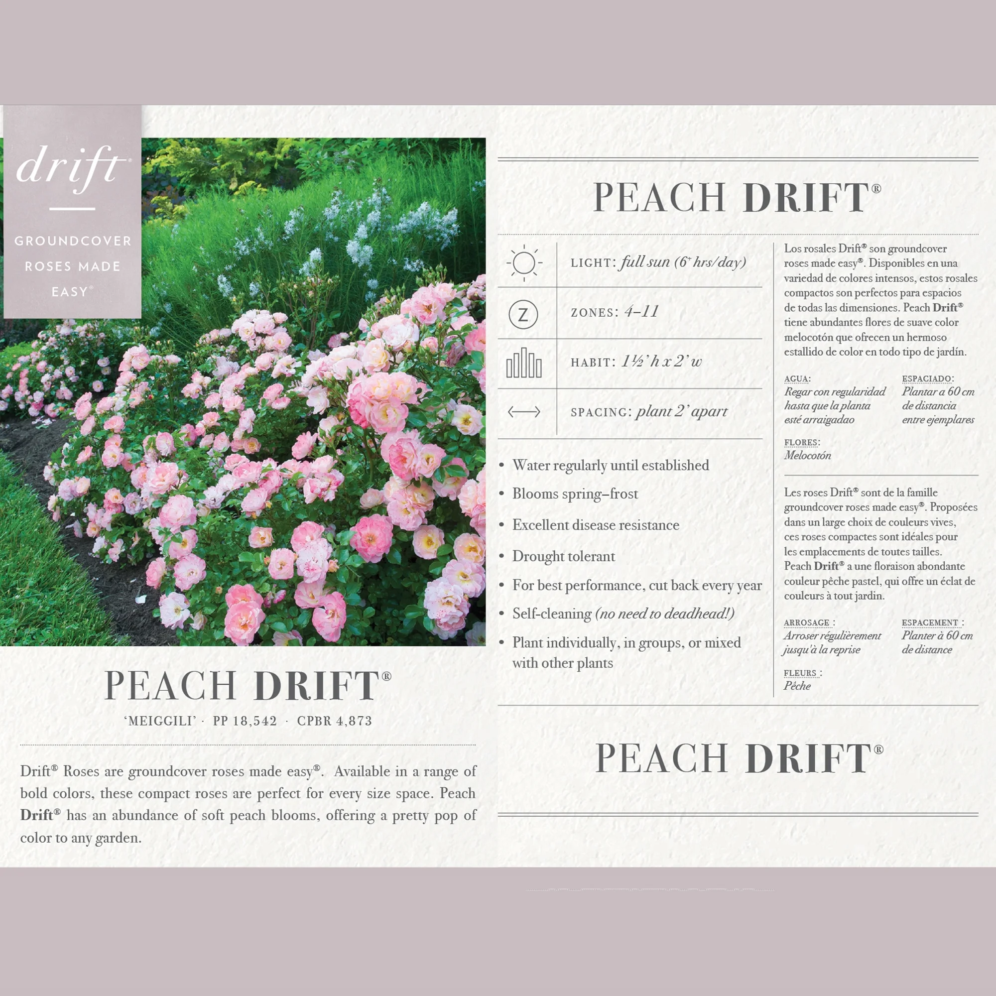Drift Peach Rose Live Shrub (2 Gallon)