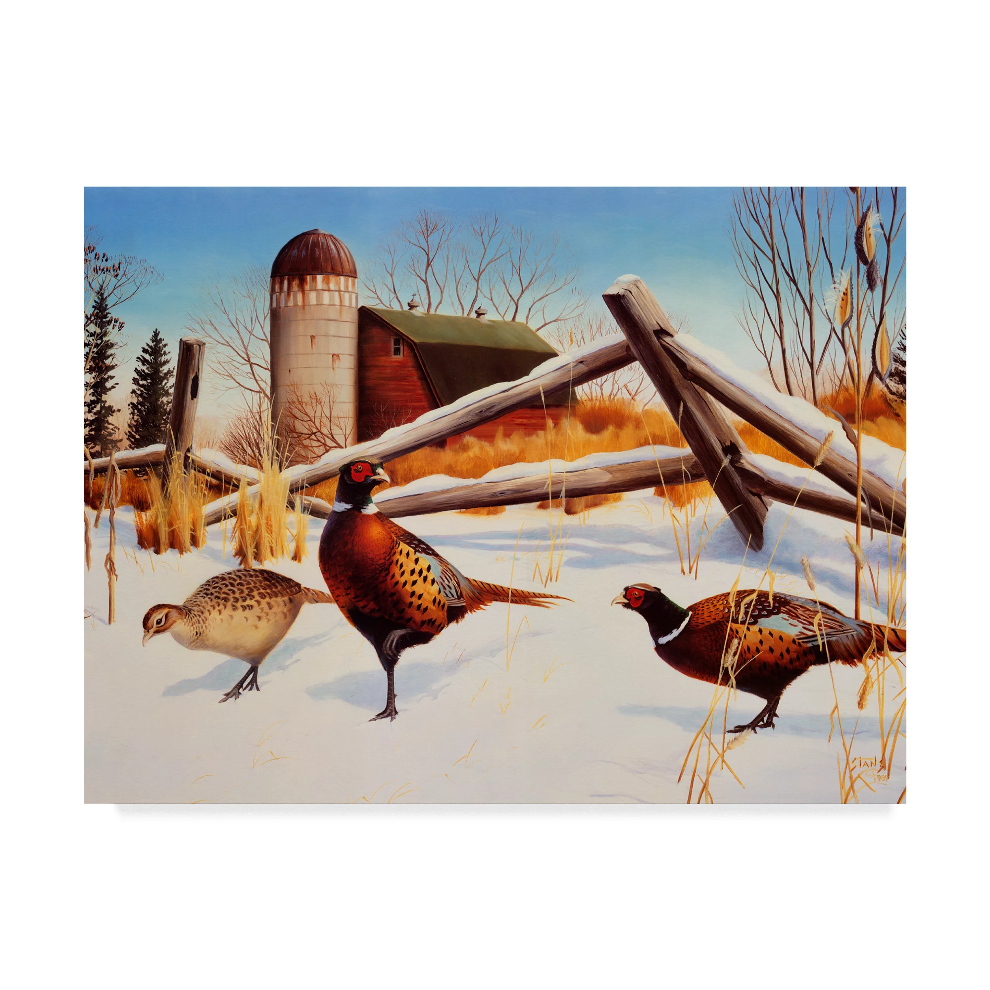Trademark Fine Art 'Pheasants II' Canvas Art by Leo Stans