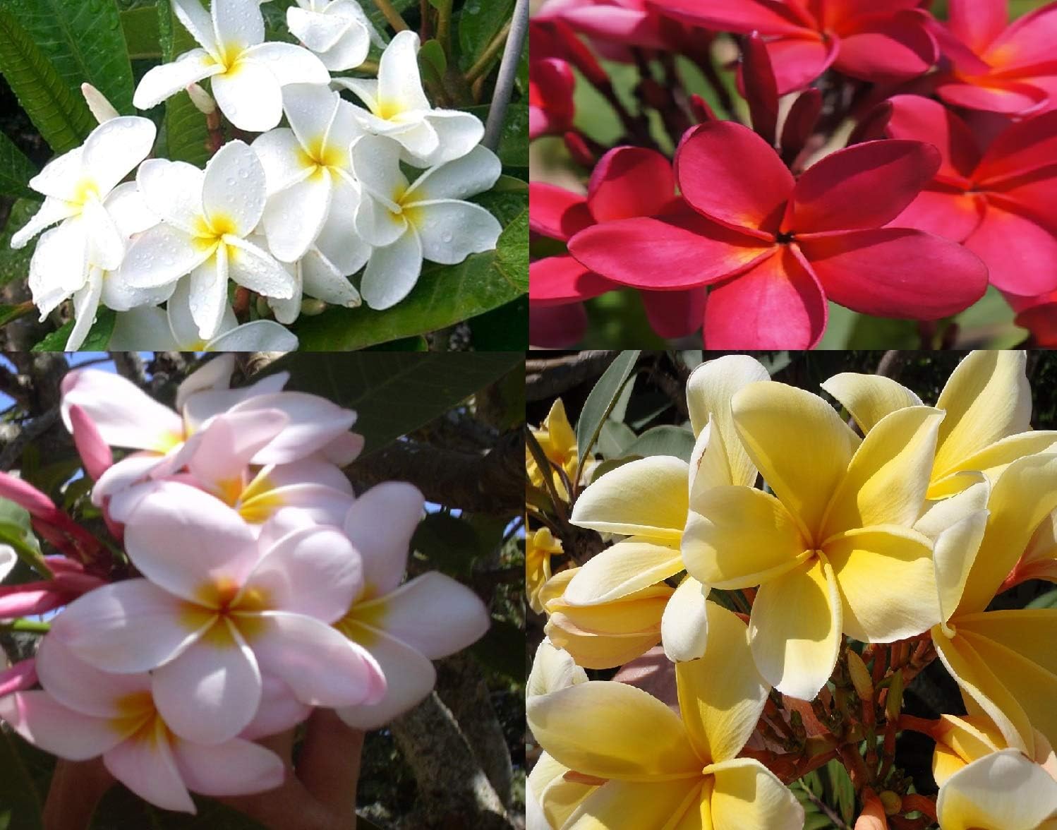 4 Live Tropical Mixed Hawaiian Plumeria Plant Cuttings 10 Inch Each - Discount Hawaiiangifts