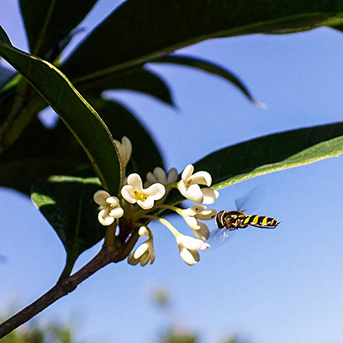 PERFECT PLANTS Tea Olive Live Plant, 3 Gallon, Green