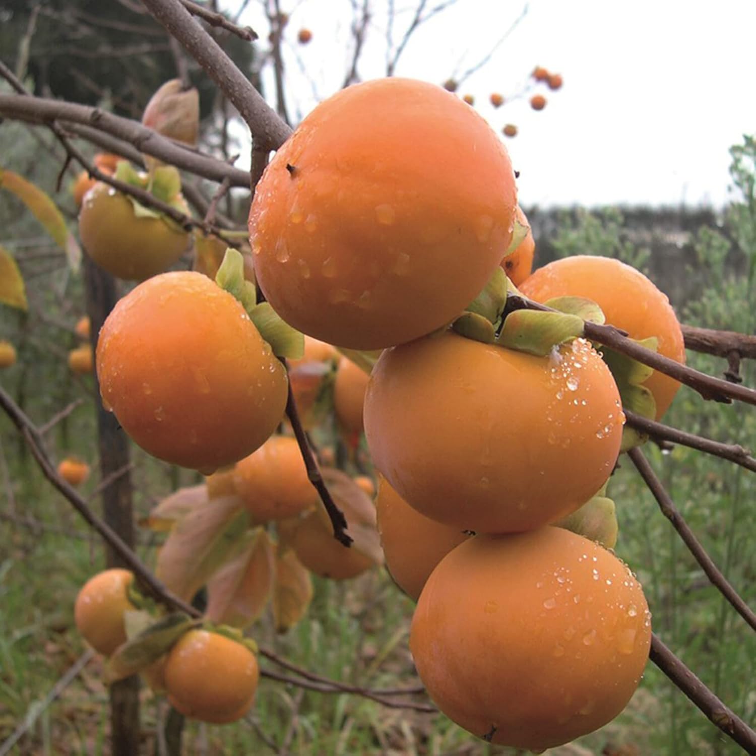 Japanese Persimmon Seeds Diospyros Kaki 'Fuyu' Edible Fruit Mild Flavored Sweet Drought Tolerant Ornamental Specimen Outdoor 10Pcs Fruit Tree Seeds by YEGAOL Garden